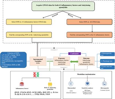 Exploring causal correlations between inflammatory cytokines and ankylosing spondylitis: a bidirectional mendelian-randomization study